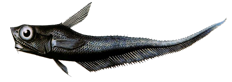 Coelorinchus caudani_002
